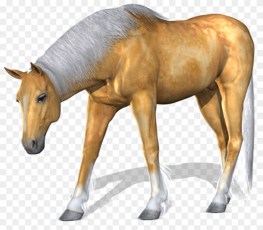 900x787 Horse, Animal, Colt Horse, Mammal Transparent PNG