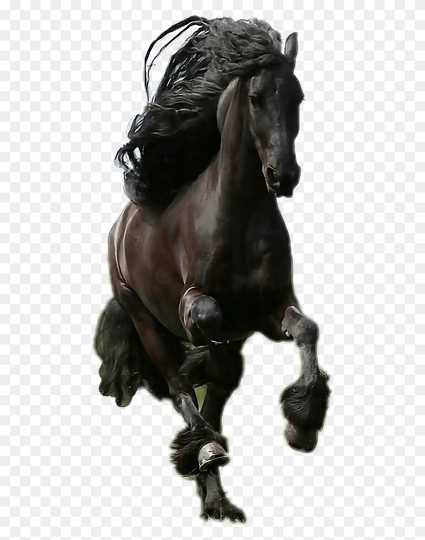 476x1006 Лошадь Caballo Smukke Heste, Млекопитающее, Животное, Жеребец Hd Png Скачать