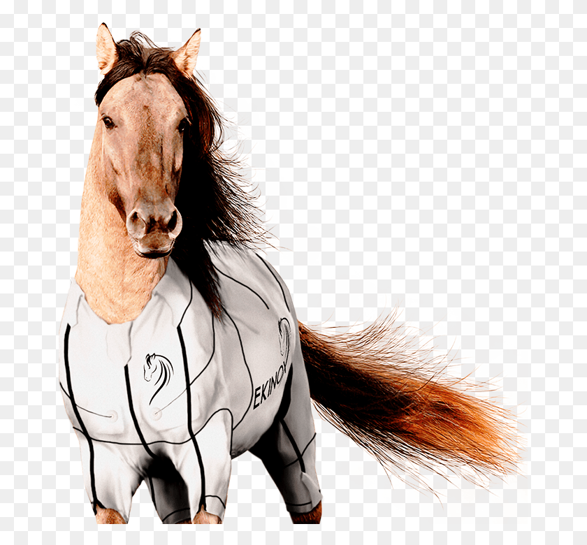 671x720 Horse Cb Background, Mammal, Animal, Colt Horse HD PNG Download
