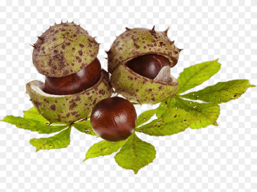 Horse Chestnuts And Leaves, Food, Nut, Plant, Produce Clipart PNG