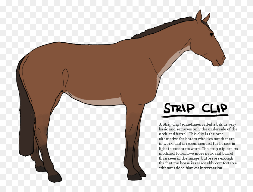 739x579 Horse Clip Bib Strip Clip For Horses, Mammal, Animal, Foal HD PNG Download