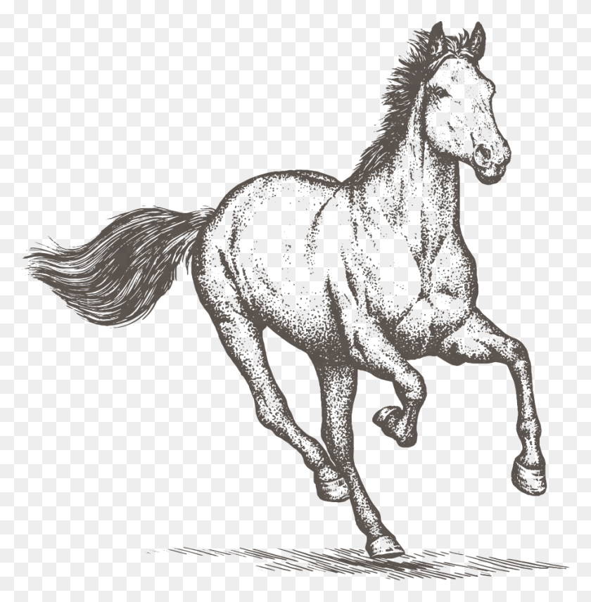 905x924 Horse Clipart Illustration, Colt Horse, Mammal, Animal HD PNG Download