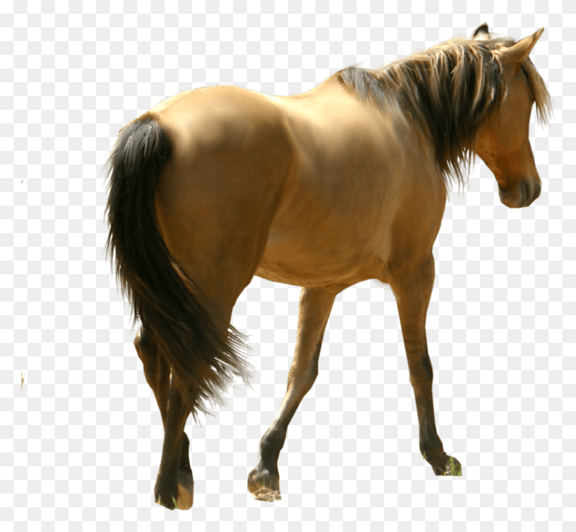834x766 Horse File Ghoda, Mammal, Animal, Colt Horse HD PNG Download