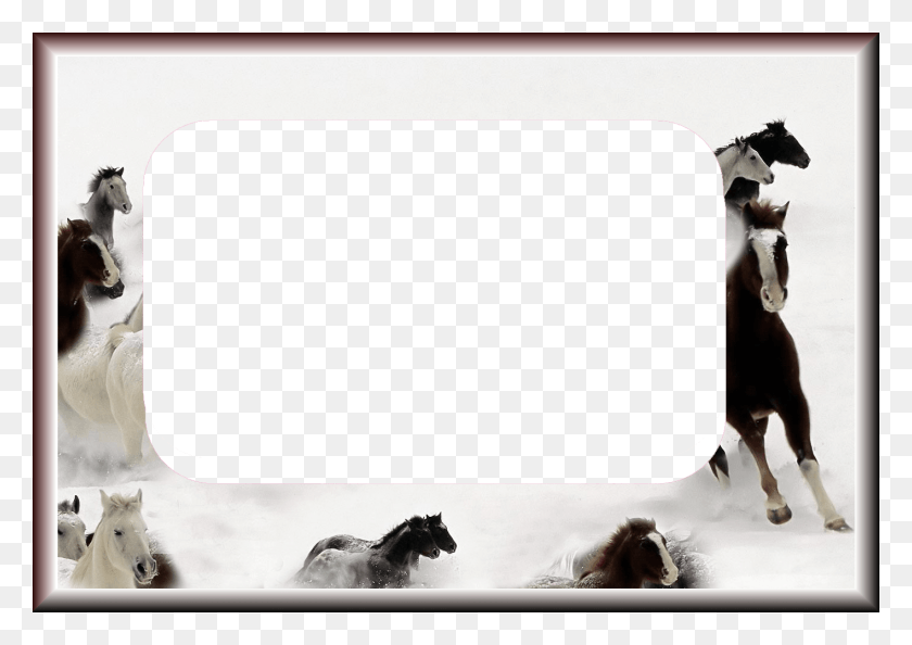 1415x970 Рамка Для Лошади Crazywidow Info Horse Frame, Млекопитающее, Животное, Человек Hd Png Скачать
