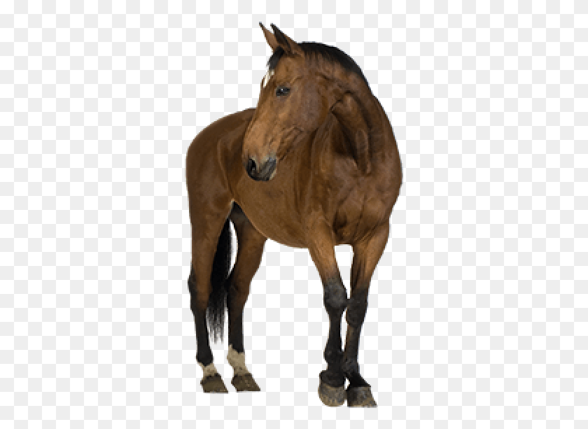 313x553 Horse Free Image Name Of The Pets, Mammal, Animal, Colt Horse HD PNG Download