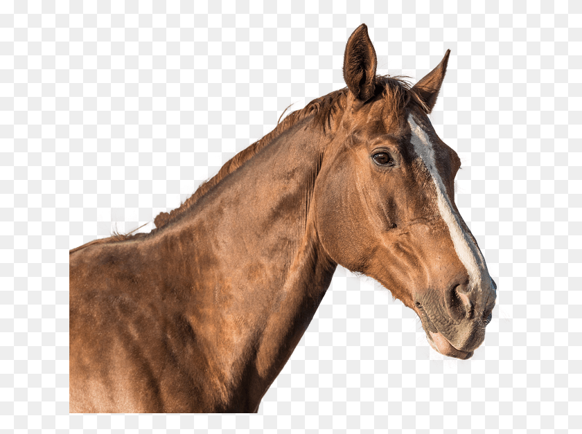 641x567 Голова Лошади Де Кавало, Лошадь, Млекопитающее, Животное Hd Png Скачать