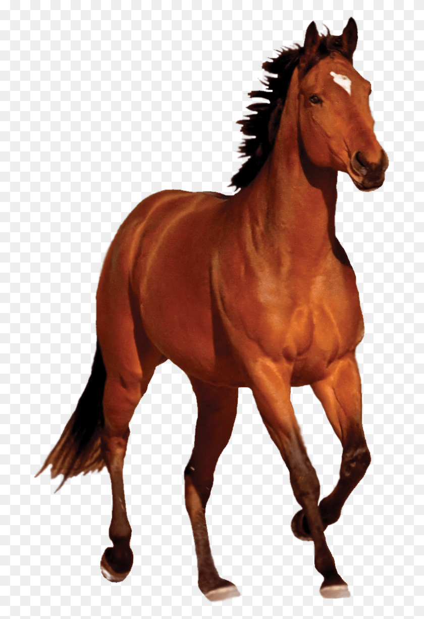 711x1166 Horse Horse, Mammal, Animal, Stallion HD PNG Download