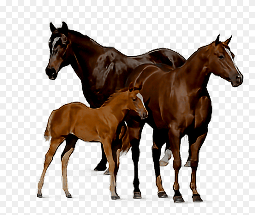 944x784 Лошадь Лошадь Семья Лошадь Семья, Млекопитающее, Животное, Жеребенок Лошадь Hd Png Скачать