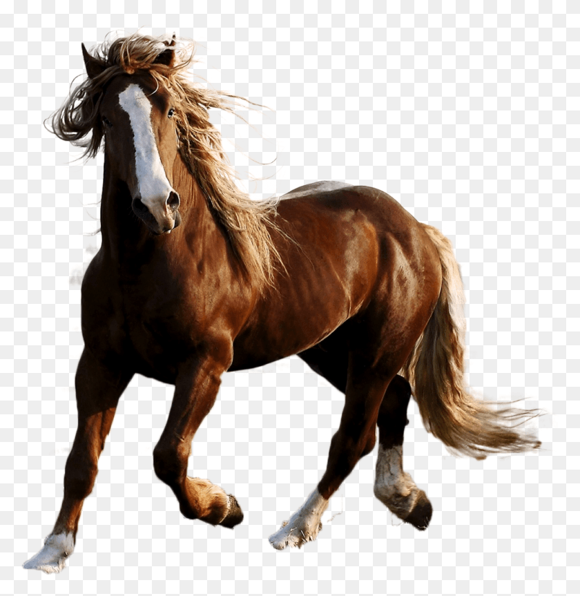 988x1018 Лошадь Image Frasi Belle Sui Cavalli, Млекопитающее, Животное, Жеребец Hd Png Скачать