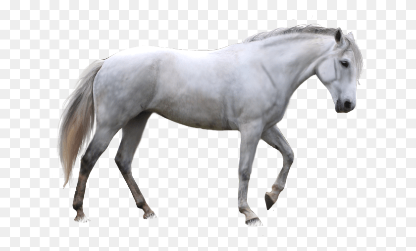 635x448 Horse Image Free Picture Transparent White Horse Transparent Background, Andalusian Horse, Mammal, Animal HD PNG Download
