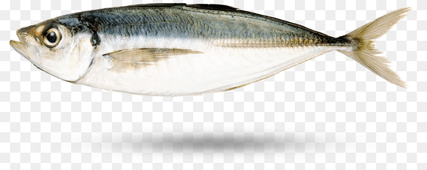 992x394 Horse Mackerel Japanese Horse Mackerel, Animal, Fish, Sea Life, Herring Transparent PNG