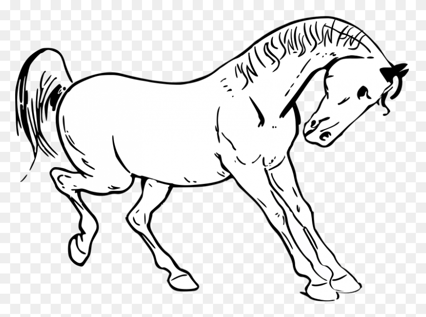 800x581 Horse Outline, Mammal, Animal, Foal HD PNG Download