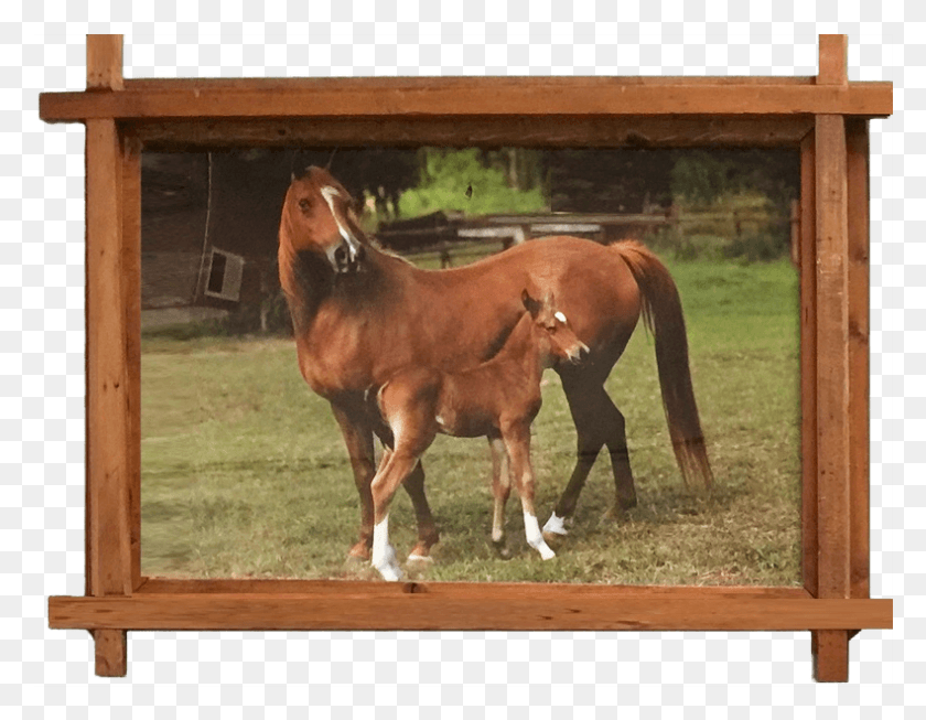 790x601 Horse Picture Frame Sorrel, Mammal, Animal, Colt Horse HD PNG Download