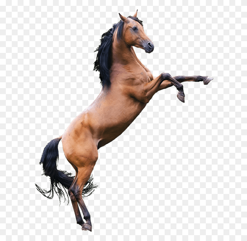 614x760 Лошадь Жеребец, Млекопитающее, Животное, Андалузская Лошадь Hd Png Скачать