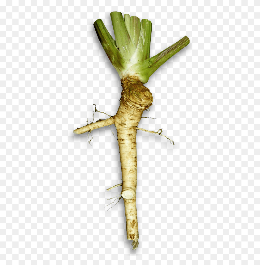 415x796 Horseradish Image Free Wasabi Plant Vs Horseradish, Produce, Food, Vegetable HD PNG Download