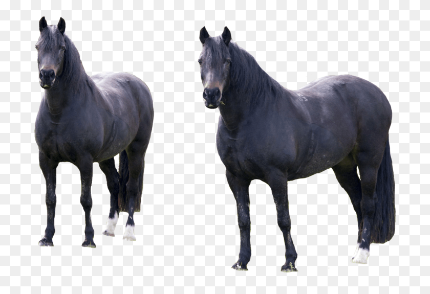 709x515 Horses Transparent Horse Grazing, Mammal, Animal, Andalusian Horse HD PNG Download