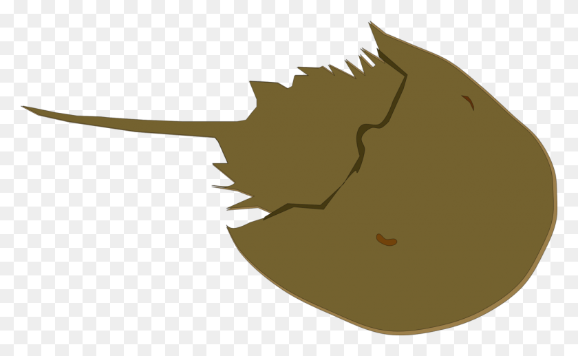 1280x750 Horseshoe Crab Drawing Animal Horseshoe Crab Clipart, Leaf, Plant, Seed HD PNG Download