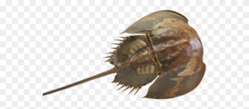 554x307 Horseshoe Crab Taxidermy Horseshoe Crab, Fossil, Animal, Fish HD PNG Download