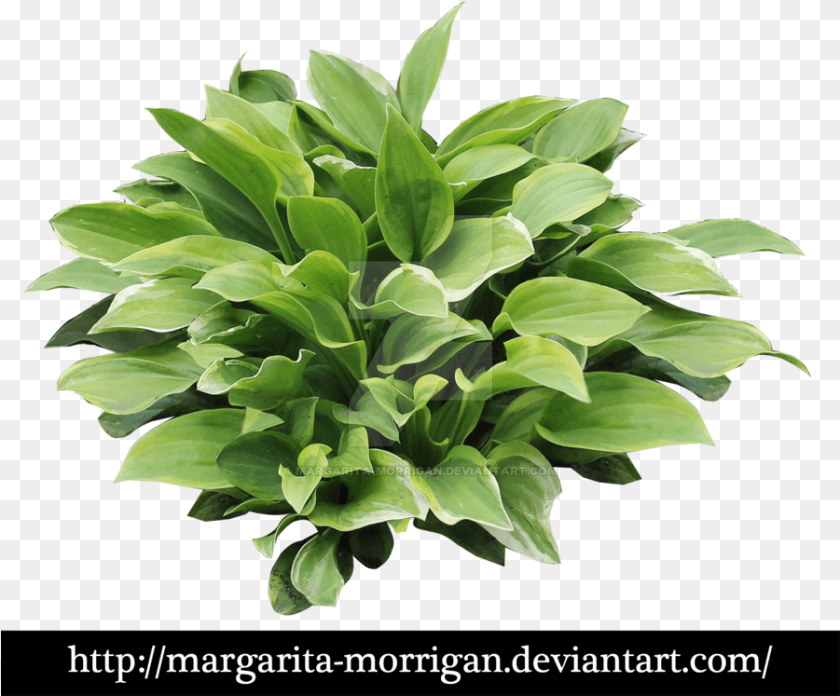 Hosta, Leaf, Plant, Potted Plant, Flower PNG