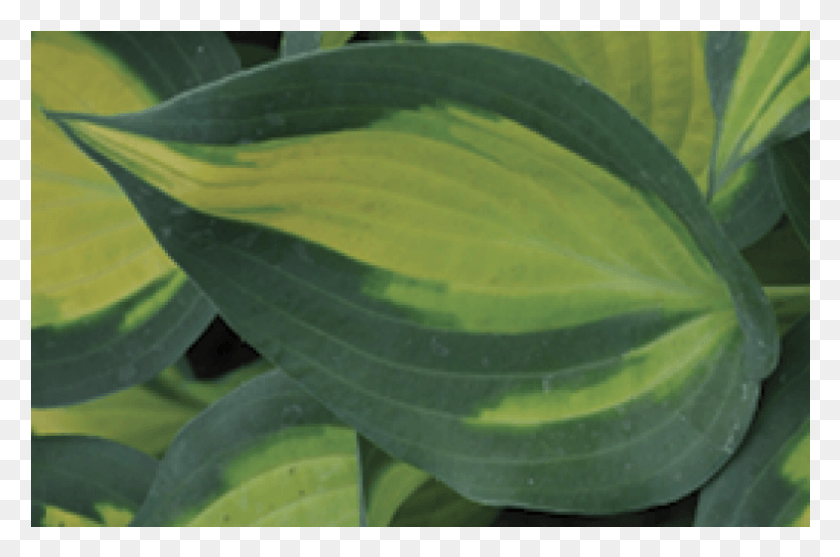 786x501 Hosta 39forbidden Fruit39 Arrowroot Family, Leaf, Plant, Flower HD PNG Download