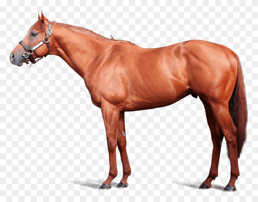 1106x850 Hot Streak Foreground Thoroughbred, Colt Horse, Horse, Mammal HD PNG Download