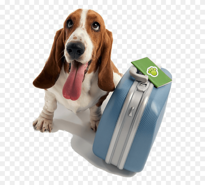 574x697 Hotel Para Ces E Gatos Doggy Day School, Luggage, Dog, Pet HD PNG Download