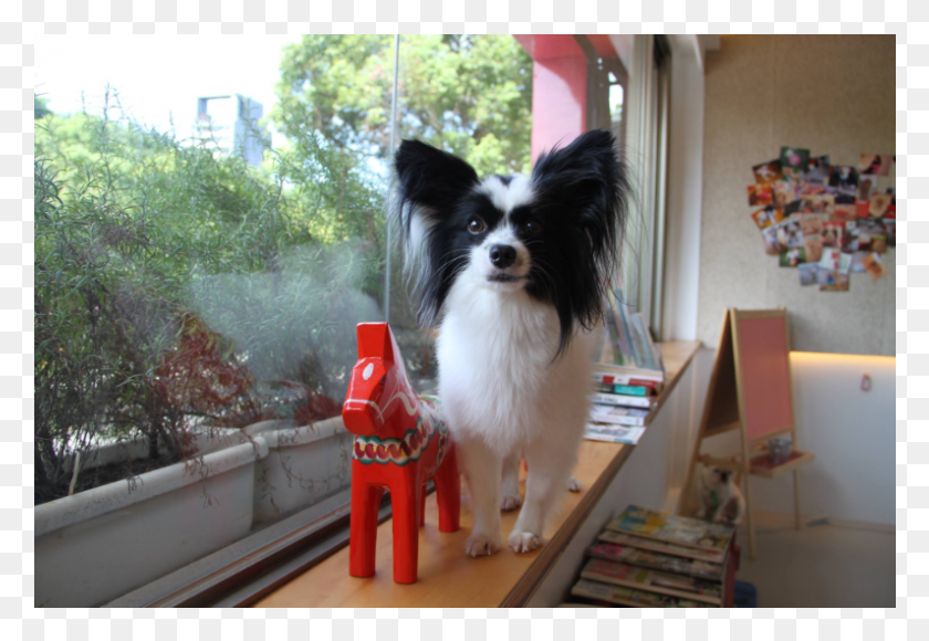 795x530 Hours Nanny Accommodation Papillon, Dog, Pet, Canine HD PNG Download
