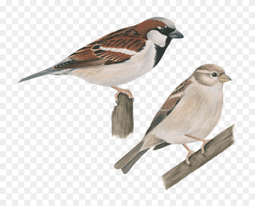 1025x817 House Celebrate Urban Birds House Sparrow, Bird, Animal, Finch HD PNG Download
