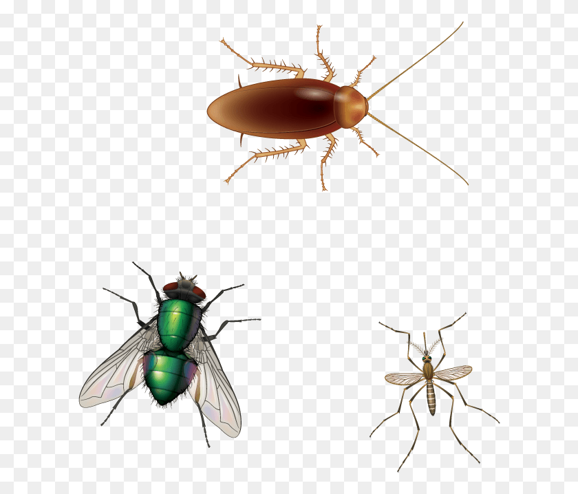 614x658 House Fly Cockroaches Flies And Mosquitoes, Insect, Invertebrate, Animal HD PNG Download