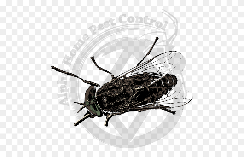 490x481 House Fly Image Gallery Longhorn Beetle, Spoke, Machine, Wasp HD PNG Download