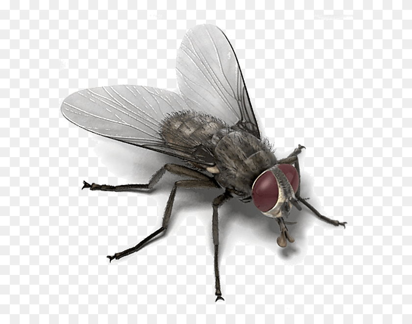600x600 House Fly Memes Housefly Memes, Insect, Invertebrate, Animal HD PNG Download