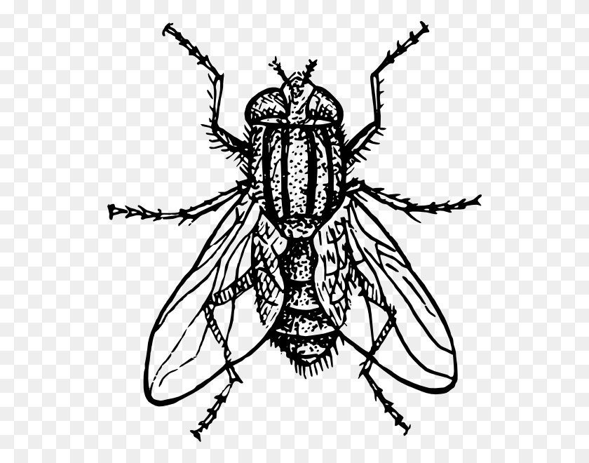 534x600 House Fly Svg Clip Arts 534 X 600 Px, Wasp, Bee, Insect HD PNG Download