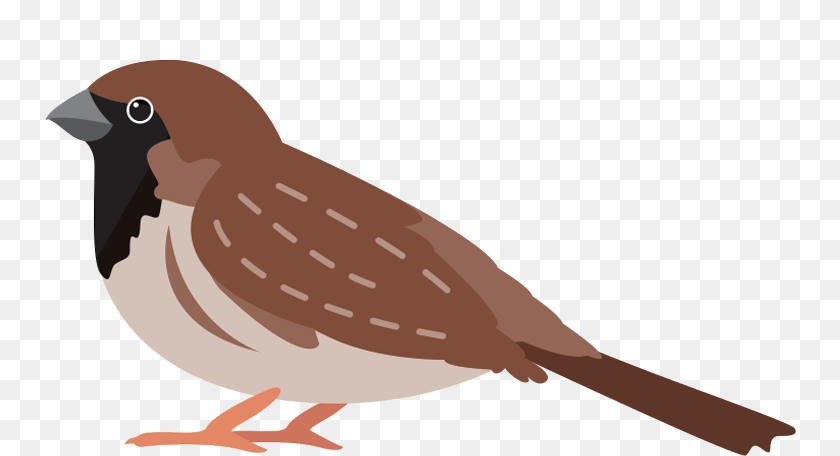 752x456 House Sparrow, Animal, Bird, Finch, Quail Clipart PNG