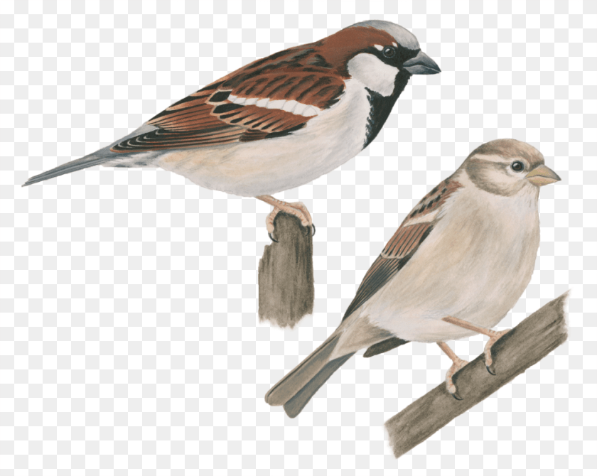1025x817 House Sparrow House Sparrow, Animal, Bird, Finch, Adult PNG