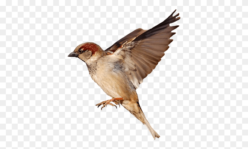 385x446 House Sparrow White Background, Bird, Animal, Finch HD PNG Download