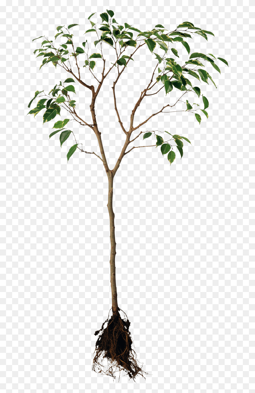 670x1232 Png Комнатное Растение, Дерево, Растение, Ствол Дерева Hd Png Скачать