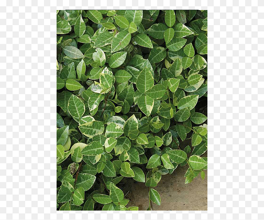 481x641 Png Комнатное Растение, Лист, Растение, Растительность Hd Png Скачать
