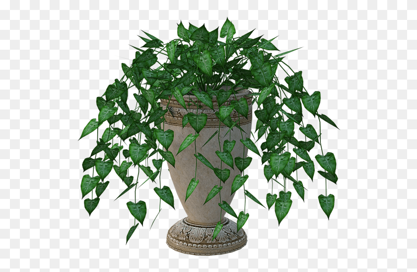 534x487 Комнатное Растение, Растение, Ваза, Банка Hd Png Скачать