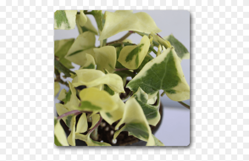 481x482 Houseplant, Plant, Produce, Food HD PNG Download