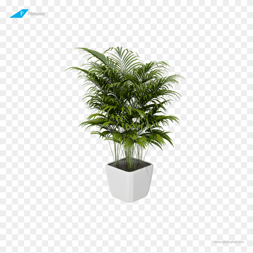 985x988 Комнатное Растение, Растение, Дерево, Пальма Hd Png Скачать