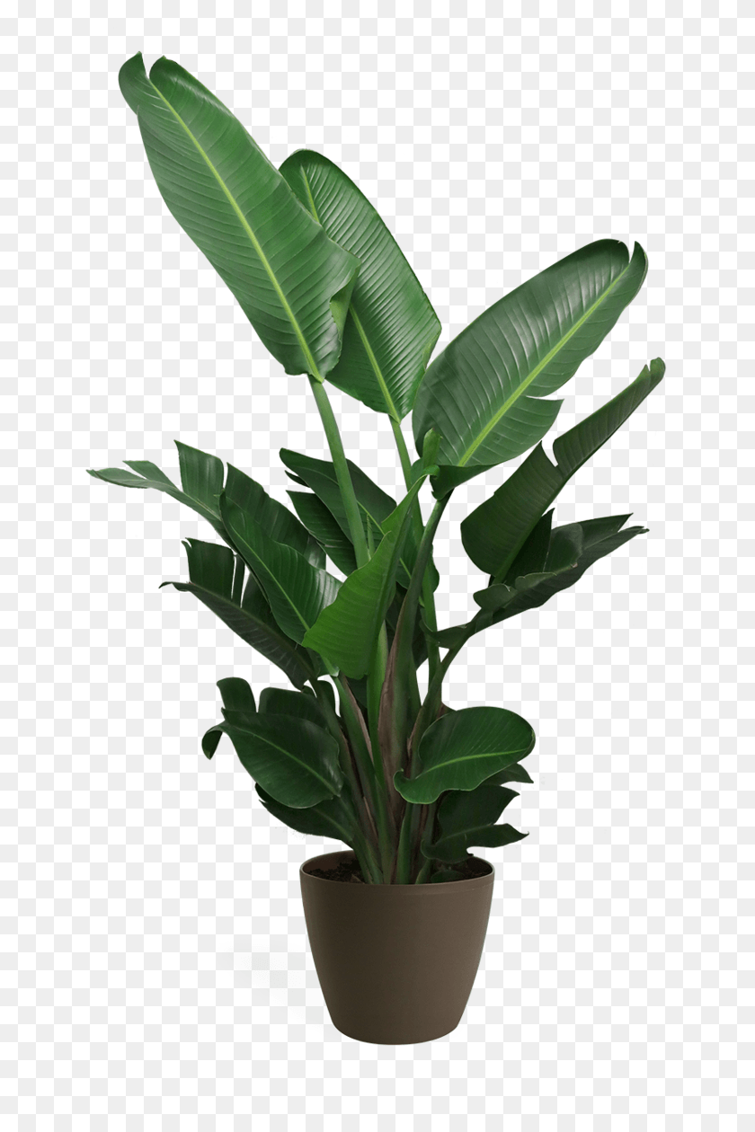 649x1200 Png Комнатное Растение, Лист, Растение, Дерево Hd Png Скачать