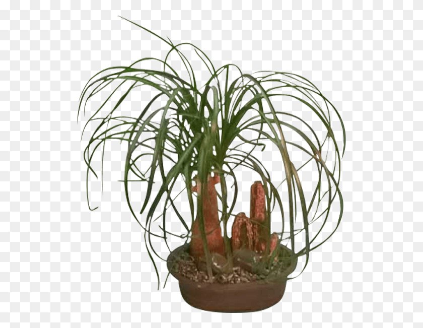 535x591 Комнатное Растение, Растение, Икебана Hd Png Скачать