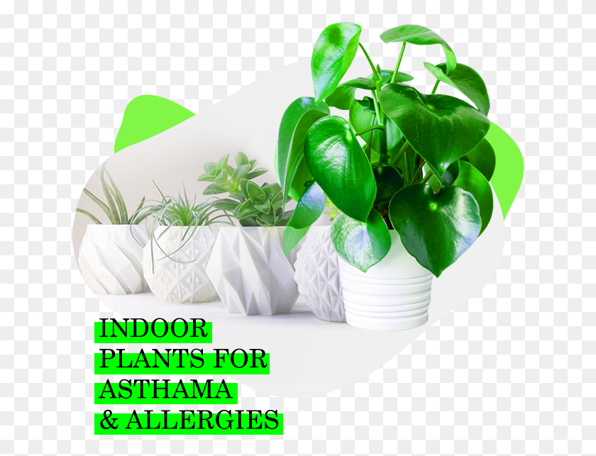 638x583 Houseplant, Plant, Leaf, Flower HD PNG Download