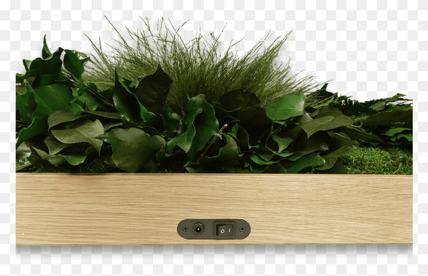 1001x621 Houseplant, Plant, Wood, Leaf HD PNG Download