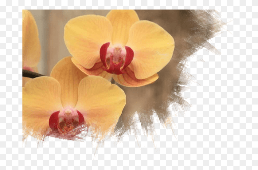696x493 Houseplants, Plant, Flower, Blossom HD PNG Download