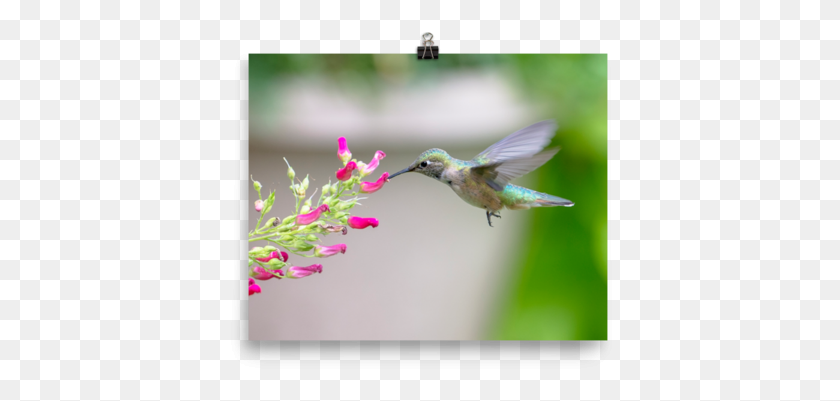 386x341 Hovering Broadtailed Hummingbird On Red Birds Plant Print Ruby Throated Hummingbird, Bird, Animal, Flower HD PNG Download