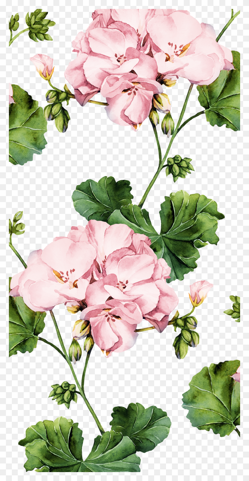 1000x2000 How About A New Iphone Xr, Plant, Flower, Blossom HD PNG Download