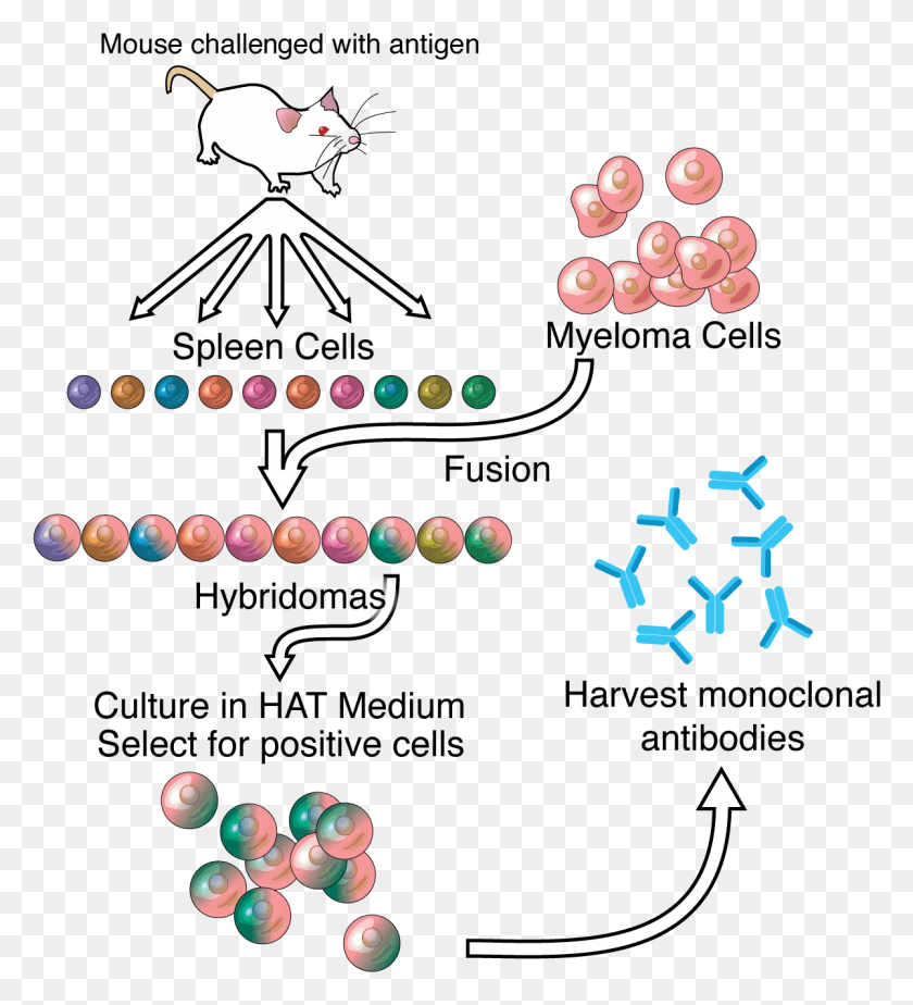 1200x1330 How Antibodies Went From Bloodstream To Mainstream Hybridoma Technology, Lighting, Text, Graphics Descargar Hd Png