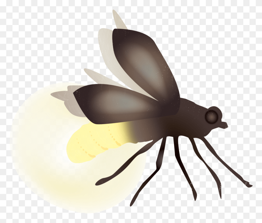 1068x895 How Are Houston39s Fireflies Faring Net Winged Insects, Animal, Lamp, Food HD PNG Download
