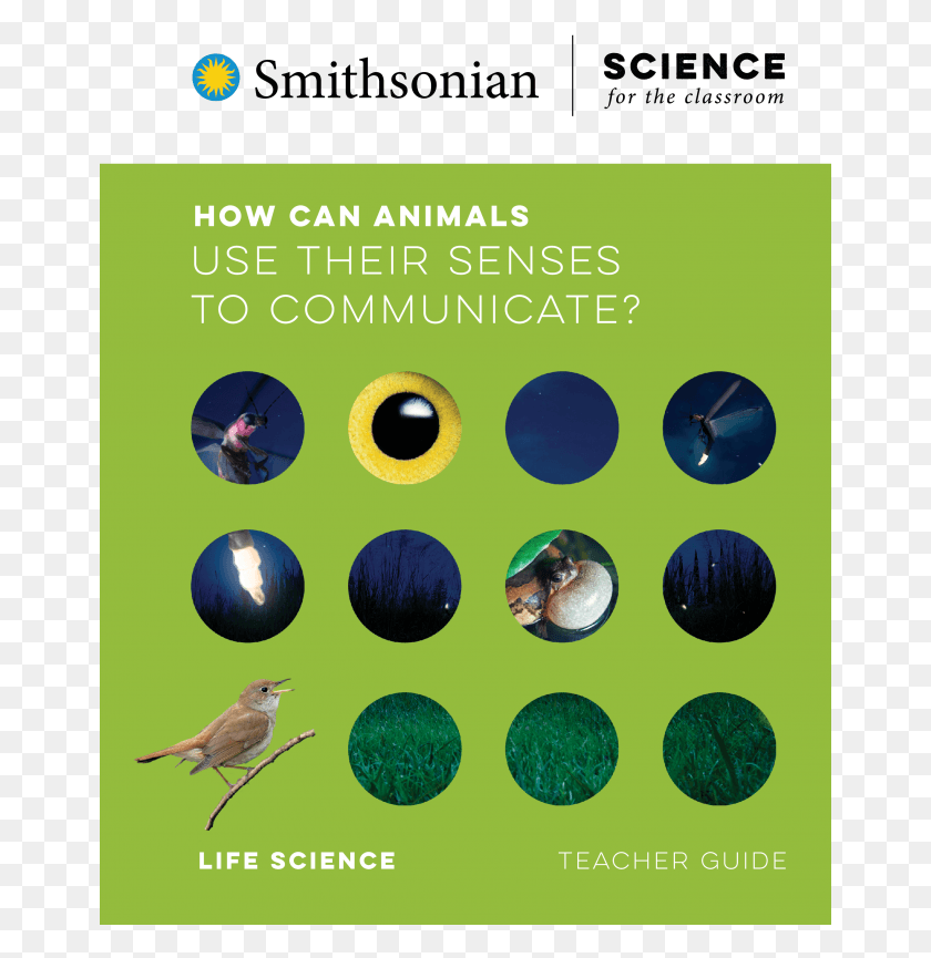 661x805 How Can Animals Use Their Senses To Communicate Smithsonian Institution, Bird, Animal, Sphere HD PNG Download